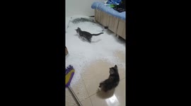 Two mischievous kitties destroy bean bag chair and make a huge mess in China