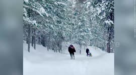 Snowmobiler has lucky escape after moose charges at high-speed