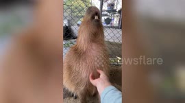 Pampered capybara loves having its neck scratched