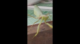 The Mantis threatens the woman to drink water from a glass on the dining table