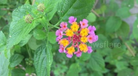 Lantana camara, Cariaquillo, Spanish flag, big-sage, putush, kongini, wildsage, redsage,  tickberry, kashi kothan,