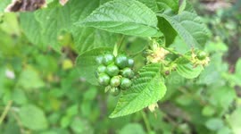 Lantana camara, Cariaquillo, Spanish flag, big-sage, putush, kongini, wildsage, redsage,  tickberry, kashi kothan,