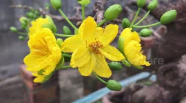 Ochna integerrima, Yellow Mai flower, Mai vang, Hoa mai, Hoang mai, Angkea, Angkeasel, Ochna Integerrima