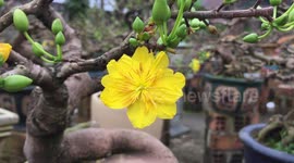 Ochna integerrima, Yellow Mai flower, Mai vang, Hoa mai, Hoang mai, Angkea, Angkeasel, Ochna Integerrima