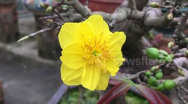 Ochna integerrima, Yellow Mai flower, Mai vang, Hoa mai, Hoang mai, Angkea, Angkeasel, Ochna Integerrima