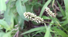 Polygala senega, Seneca snakeroot, senega snakeroot, senegaroot, rattlesnake root, mountain flax, Seneca people