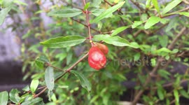 Pomegranate, Apple of Grenada