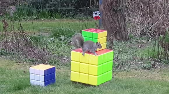 Grey squirrel goes nuts for Rubik's Cubes in Suffolk garden