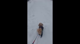 A cozy walk with snowfall alongside a cute dog in Montreal, QC!