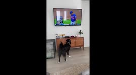 Dog ecstatic as she spots her famous uncle on TV - New York Mets' Justin Verlander