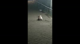 Two Funny Cats Spotted Sitting Together in the Middle of the Street at Night in Indonesia