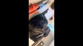 Dog hilariously lies on its back with a funny expression on its muzzle