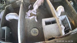 Hilarious moment mother pig flips piglet who disrupted mealtime into another pen