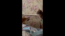Shiba Inu hilariously complains to cat about attention injustice in unknown language