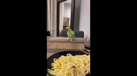 Parrot Gets Hangry Over Carbonara Pasta! Hilarious Video!