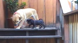 Young puppy afraid to go down stairs first time until other dog shows her how