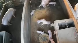 Annoyed mother pig hurls her rowdy baby into the next pen when it steps on her food