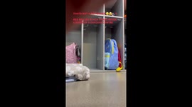 Venomous snake found in Australian nursery which staff thought was a TOY