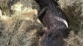 Alligator allegedly stolen from Texas zoo as an egg or hatchling has been returned 20 years later