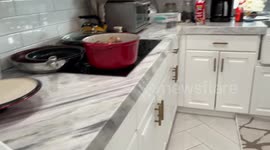 Blind west highland terrier finds his meal using olfactory geolocation