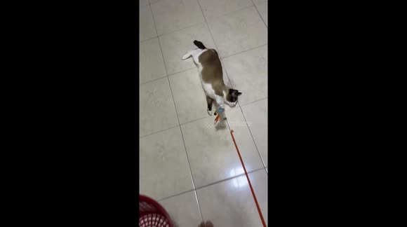 Hilarious kitty refuses to let go of her favorite toy as owner pulls ...