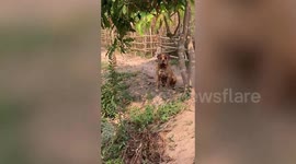 Father dog asks owner to help rescue puppy from pond