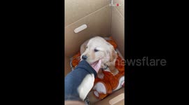 'Does he bite?' - Girl is utterly astonished after being surprised with a puppy