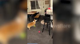 Cheeky corgi gets help from cat 'brother' to steal treats from kitchen counter