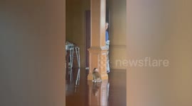 Cute pet cat plays hide and seek with old man