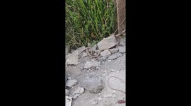 CAT VS SNAKE  cat and snake face to face see  on the garden in home