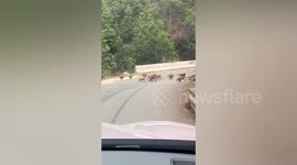 Hundreds of fearless primates halt traffic on Chinese mountain road