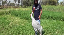 Crane confiscated from Indian man who nursed it back to health after their story went viral