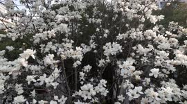 The Blooming Magnolias In Suqian, China