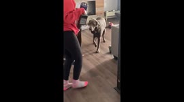 Dog empathises with woman by mimicking her limp