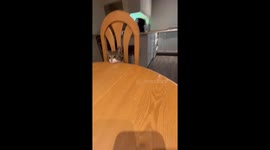 Mickey Mischief taking a cheese puff