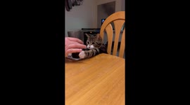 Cats is obsessed with Jack Daniels and quickly grabs huge glass