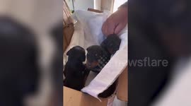 29 days after Turkey quake, 4 dogs miraculously rescued