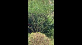 cat trying to catch bird on tree