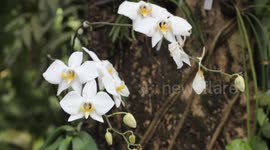A Dentist for 20 Years Hunts for Orchids in Indonesian Nature
