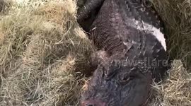 Stolen alligator returns to Texas zoo 20 years later in heartwarming moment