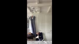Dog leaps off bed in desperate attempt to reach balloon stuck on ceiling