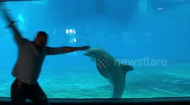 'Oh my God!' Incredible moment playful dolphin copies man doing cartwheels