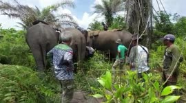 Wild elephants fitted with tracking devices