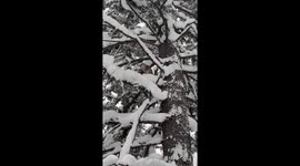 A beautiful female mountain lion climbing in the trees above me that we found earlier in the day in the big holes.