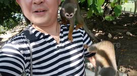 Cheeky wild squirrel monkeys jump onto park-goer body parts