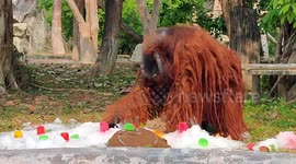 Orangutan enjoys chunk of icy frozen juice to cool down from heat in Chiang Mai, Thailand