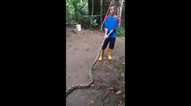 Quick Action by Firefighters Saves South Lampung Resident from Huge Python
