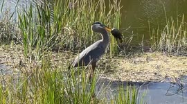 No, no reply Heron or egret eating a big fish on a Florida pond
