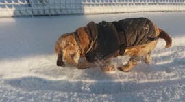 My Dog Rhua Enjoying A Walk In Snow