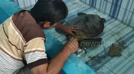 Local people rescue injured turtle in western Indonesia